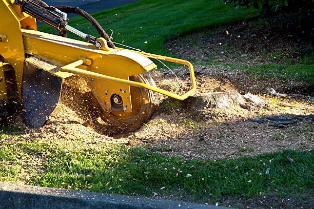 Best Tree Removal  in , OH